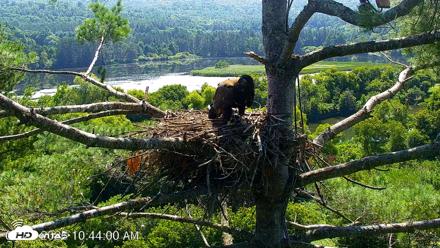 VINS Bald Eagles Nest Live Cams - Jul 27, 2026, 10:44am EDT