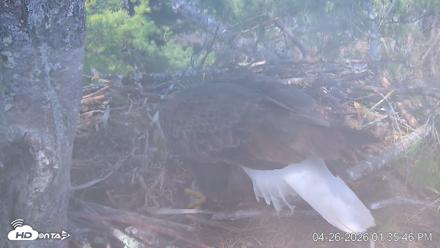 VINS Bald Eagles Nest Live Cams - Apr 26, 2026, 1:36pm EDT