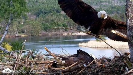 VINS Bald Eagles Nest Live Cams - Apr 25, 2026, 5:44pm EDT