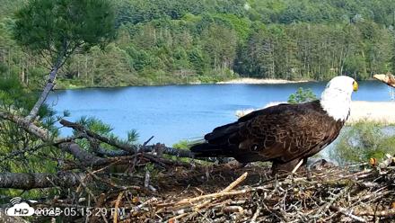 VINS Bald Eagles Nest Live Cams - May 19, 2026, 5:16pm EDT
