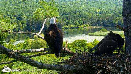 VINS Bald Eagles Nest Live Cams - Jul 24, 2026, 12:45pm EDT