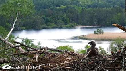 VINS Bald Eagles Nest Live Cams - May 20, 2026, 11:12am EDT