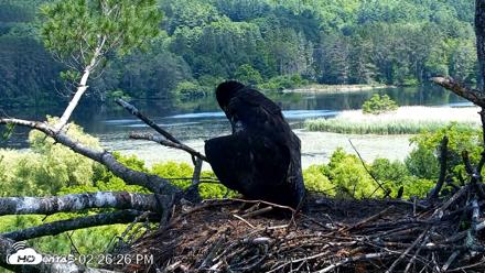 VINS Bald Eagles Nest Live Cams - Jun 29, 2026, 2:27pm EDT