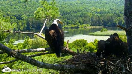VINS Bald Eagles Nest Live Cams - Jul 24, 2026, 12:45pm EDT