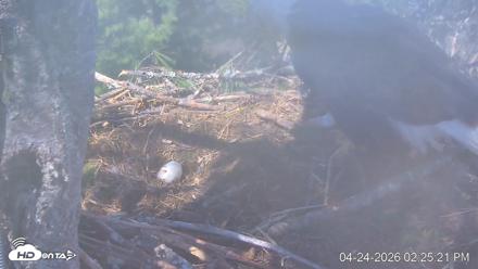 VINS Bald Eagles Nest Live Cams - Apr 24, 2026, 2:26pm EDT