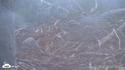 VINS Bald Eagles Nest Live Cams - May 13, 2026, 8:07am EDT