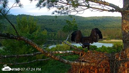 VINS Bald Eagles Nest Live Cams - Jul 9, 2026, 7:48pm EDT
