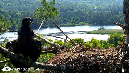 VINS Bald Eagles Nest Live Cams - Jul 3, 2026, 10:17am EDT