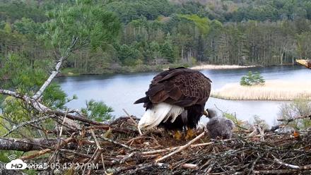 VINS Bald Eagles Nest Live Cams - May 11, 2026, 5:44pm EDT