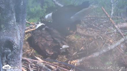 VINS Bald Eagles Nest Live Cams - Apr 24, 2026, 10:36am EDT