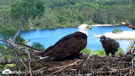 VINS Bald Eagles Nest Live Cams - May 20, 2026, 4:56pm EDT