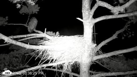 VINS Bald Eagles Nest Live Cams - Aug 22, 2026, 10:39pm EDT