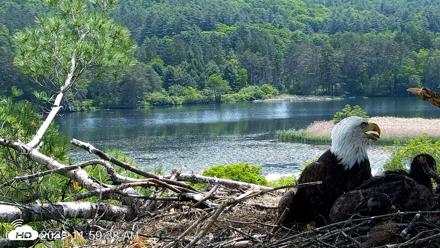 VINS Bald Eagles Nest Live Cams - Jun 5, 2026, 12:00pm EDT