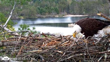 VINS Bald Eagles Nest Live Cams - May 2, 2026, 5:59pm EDT