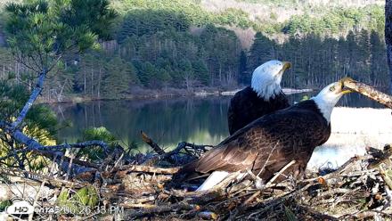 VINS Bald Eagles Nest Live Cams - Apr 26, 2026, 6:27pm EDT