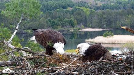 VINS Bald Eagles Nest Live Cams - May 13, 2026, 9:25am EDT