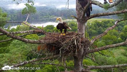 VINS Bald Eagles Nest Live Cams - Jul 29, 2026, 6:05am EDT