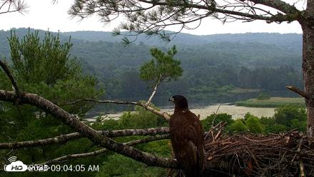 VINS Bald Eagles Nest Live Cams - Jul 15, 2026, 9:05am EDT