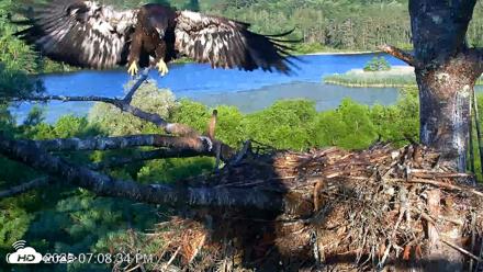 VINS Bald Eagles Nest Live Cams - Jul 22, 2026, 7:10pm EDT
