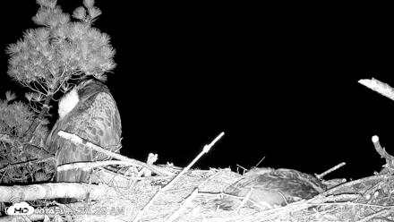 VINS Bald Eagles Nest Live Cams - Jun 10, 2026, 3:39am EDT