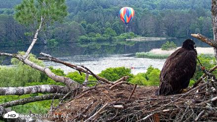 VINS Bald Eagles Nest Live Cams - Jun 21, 2026, 8:08am EDT