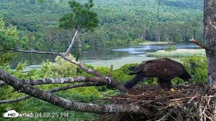 VINS Bald Eagles Nest Live Cams - Jul 26, 2026, 4:53pm EDT