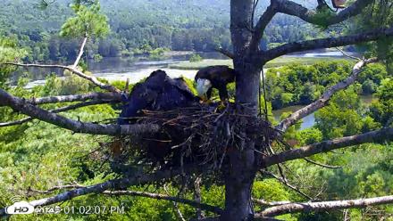 VINS Bald Eagles Nest Live Cams - Jul 27, 2026, 1:02pm EDT