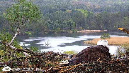 VINS Bald Eagles Nest Live Cams - May 13, 2026, 12:29pm EDT