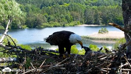 VINS Bald Eagles Nest Live Cams - May 26, 2026, 2:00pm EDT
