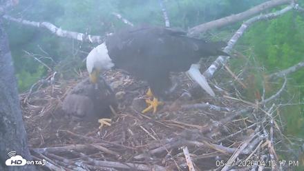 VINS Bald Eagles Nest Live Cams - May 27, 2026, 4:15pm EDT