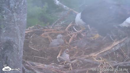 VINS Bald Eagles Nest Live Cams - May 3, 2026, 4:22pm EDT