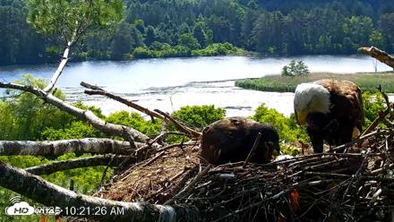 VINS Bald Eagles Nest Live Cams - Jun 24, 2026, 10:22am EDT
