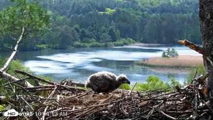 VINS Bald Eagles Nest Live Cams - May 20, 2026, 10:05am EDT