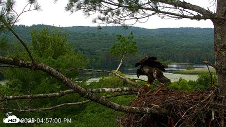 VINS Bald Eagles Nest Live Cams - Jul 7, 2026, 4:57pm EDT