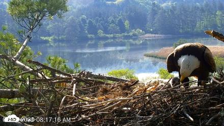 VINS Bald Eagles Nest Live Cams - May 19, 2026, 8:18am EDT