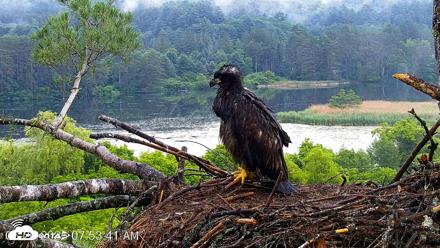 VINS Bald Eagles Nest Live Cams - Jun 26, 2026, 7:54am EDT