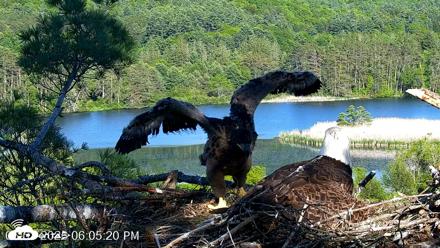 VINS Bald Eagles Nest Live Cams - Jun 1, 2026, 6:06pm EDT