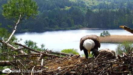 VINS Bald Eagles Nest Live Cams - May 19, 2026, 10:07am EDT