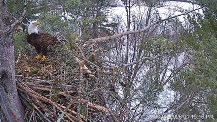 VINS Bald Eagles Nest Live Cams - Mar 7, 2026, 1:16pm EST