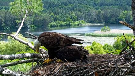 VINS Bald Eagles Nest Live Cams - Jun 21, 2026, 12:44pm EDT