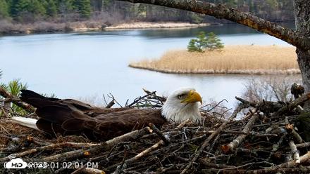 VINS Bald Eagles Nest Live Cams - Apr 12, 2026, 1:02pm EDT
