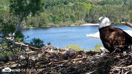 VINS Bald Eagles Nest Live Cams - May 12, 2026, 4:01pm EDT
