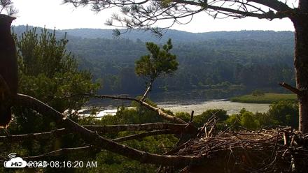 VINS Bald Eagles Nest Live Cams - Jul 16, 2026, 8:17am EDT