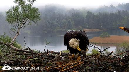 VINS Bald Eagles Nest Live Cams - May 14, 2026, 9:02am EDT