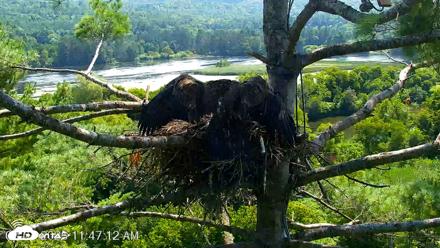 VINS Bald Eagles Nest Live Cams - Aug 7, 2026, 11:48am EDT