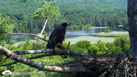 VINS Bald Eagles Nest Live Cams - Jul 25, 2026, 2:19pm EDT