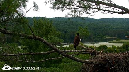 VINS Bald Eagles Nest Live Cams - Jul 18, 2026, 10:34am EDT