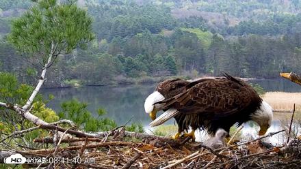 VINS Bald Eagles Nest Live Cams - May 6, 2026, 8:42am EDT
