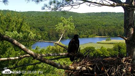 VINS Bald Eagles Nest Live Cams - Jul 17, 2026, 2:29pm EDT