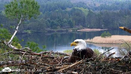 VINS Bald Eagles Nest Live Cams - May 10, 2026, 6:17am EDT